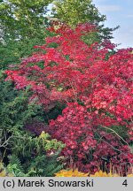 Acer palmatum Bloodgood