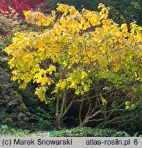 Hamamelis ×intermedia Westerstede