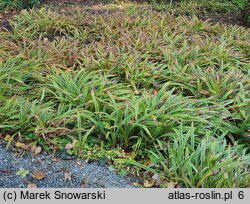 Carex siderosticta Variegata