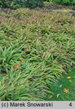 Carex siderosticta Variegata