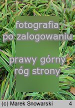 Carex siderosticta Variegata
