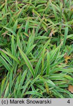 Carex siderosticta Variegata