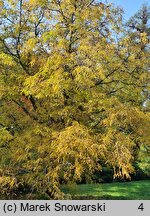 Juglans regia Leopold