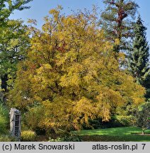 Juglans regia Leopold