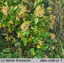 Hydrangea paniculata Le Vasterival