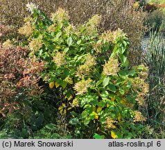 Hydrangea paniculata Le Vasterival