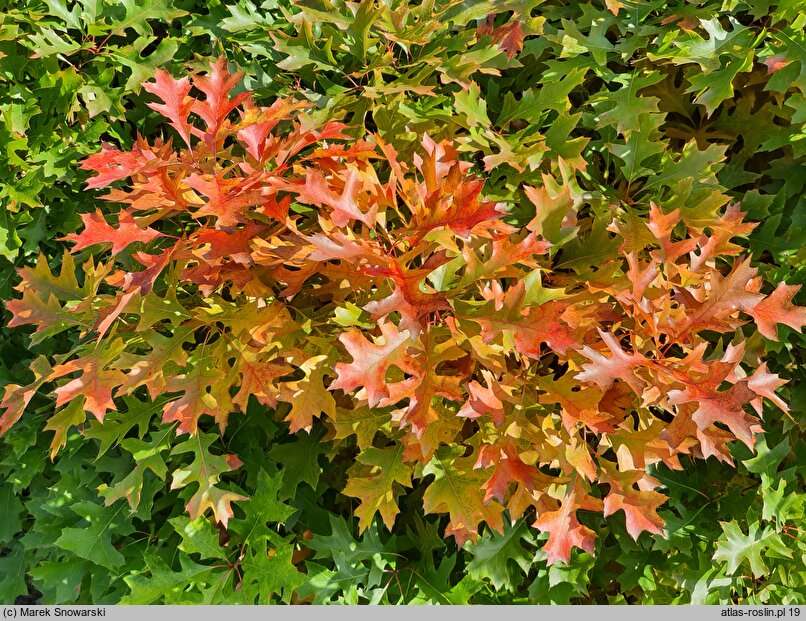 Quercus palustris Isabel