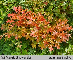 Quercus palustris Isabel