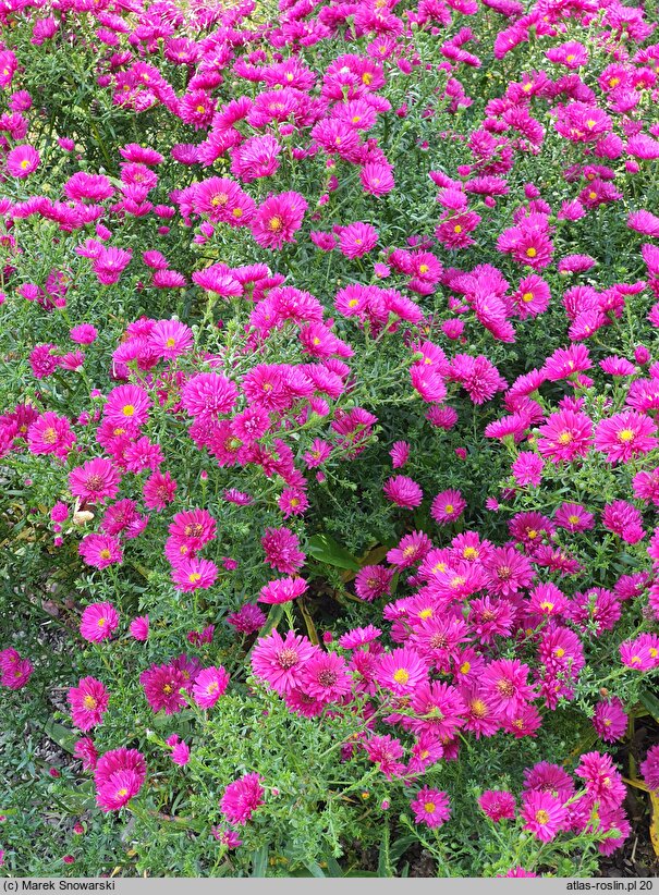 Symphyotrichum novi-belgii Crimson Brocade