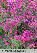 Symphyotrichum novi-belgii Crimson Brocade