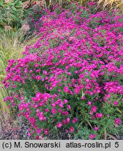 Symphyotrichum novi-belgii Crimson Brocade