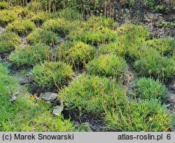 Allium senescens ssp. glaucum (czosnek sinawy)