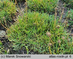 Allium senescens ssp. glaucum (czosnek sinawy)