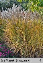 Miscanthus sacchariflorus Sommerfeder