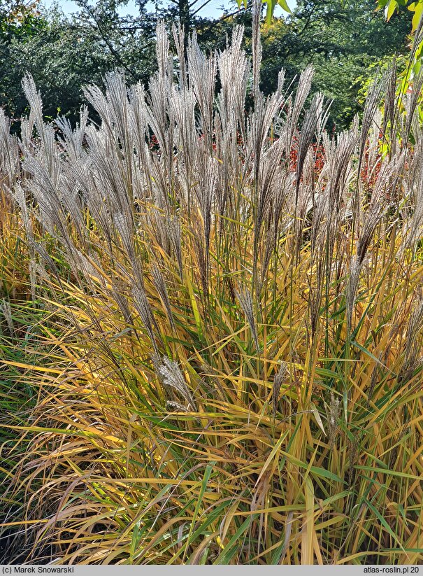 Miscanthus sacchariflorus Sommerfeder