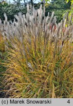 Miscanthus sacchariflorus Sommerfeder