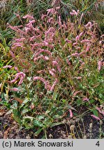 Polygonum amplexicaulis Pink Elephant