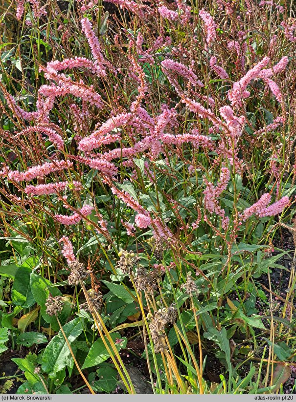 Polygonum amplexicaule Pink Elephant