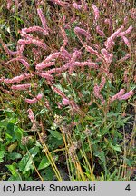 Polygonum amplexicaule Pink Elephant