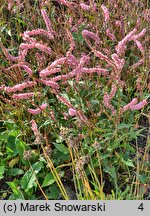 Polygonum amplexicaulis Pink Elephant