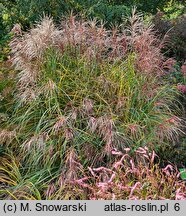 Miscanthus sinensis Huron Sunrise