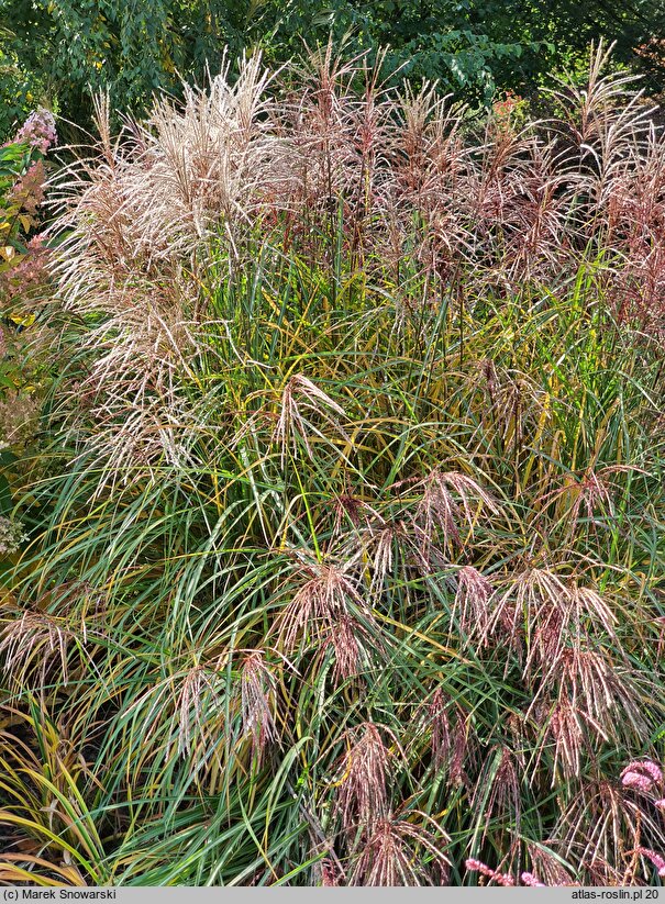 Miscanthus sinensis Huron Sunrise