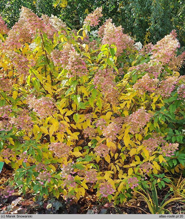 Hydrangea paniculata Big Ben