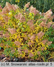 Hydrangea paniculata Big Ben