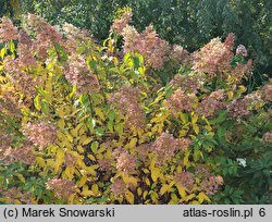 Hydrangea paniculata Big Ben