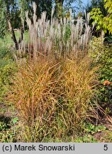 Miscanthus sinensis Altweibersommer