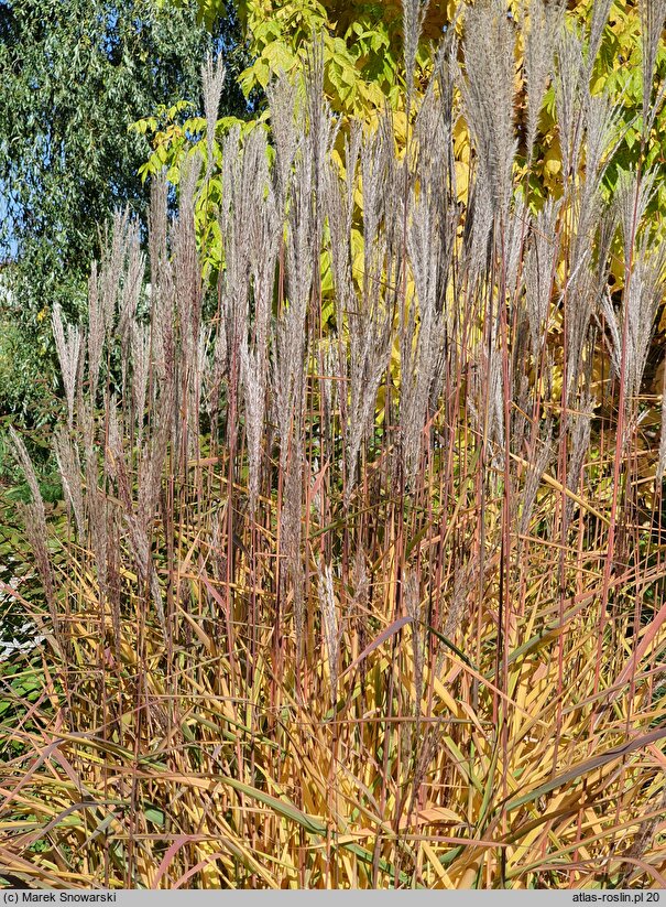 Miscanthus sinensis Altweibersommer