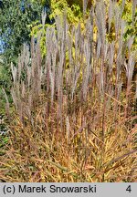 Miscanthus sinensis Altweibersommer