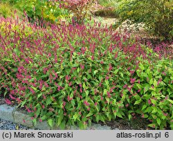 Polygonum amplexicaule Golden Arrow