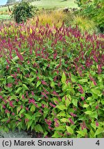 Polygonum amplexicaule Golden Arrow