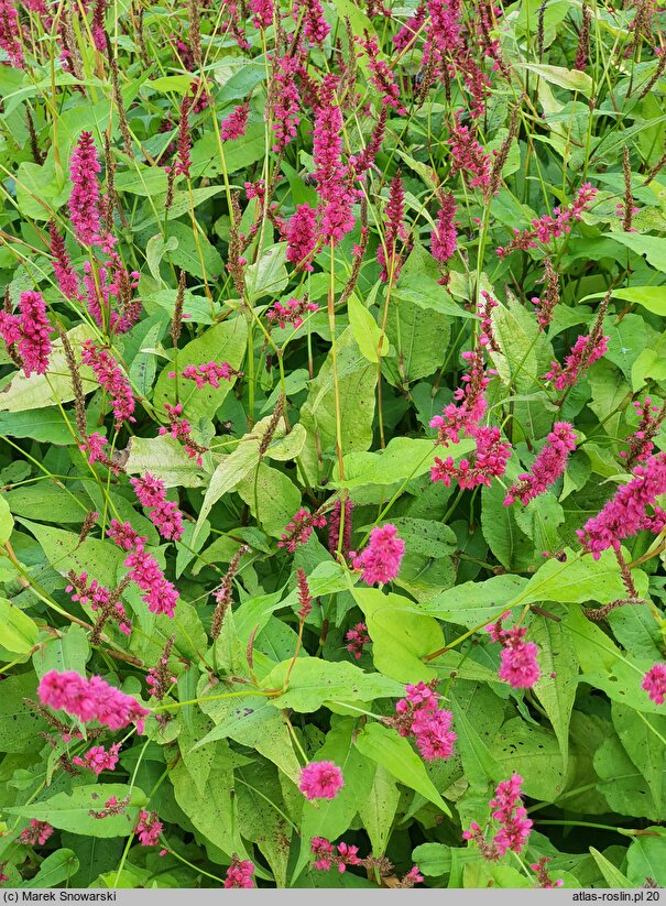 Polygonum amplexicaulis Golden Arrow