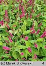 Polygonum amplexicaule Golden Arrow