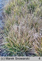 Sesleria argentea (sesleria srebrzysta)