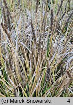 Sesleria argentea (sesleria srebrzysta)