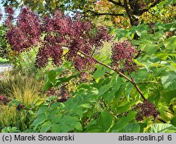 Aralia californica (aralia kalifornijska)