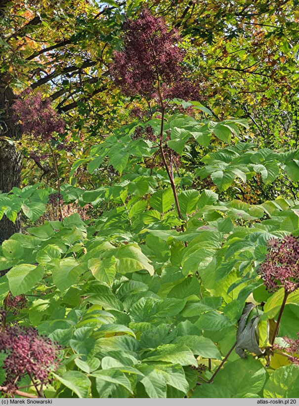 Aralia californica (aralia kalifornijska)