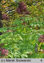 Aralia californica (aralia kalifornijska)