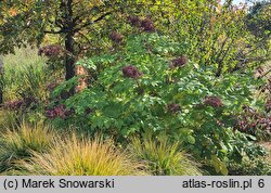 Aralia californica (aralia kalifornijska)