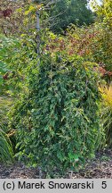 Fagus sylvatica s.str. Rohan Green Weeping