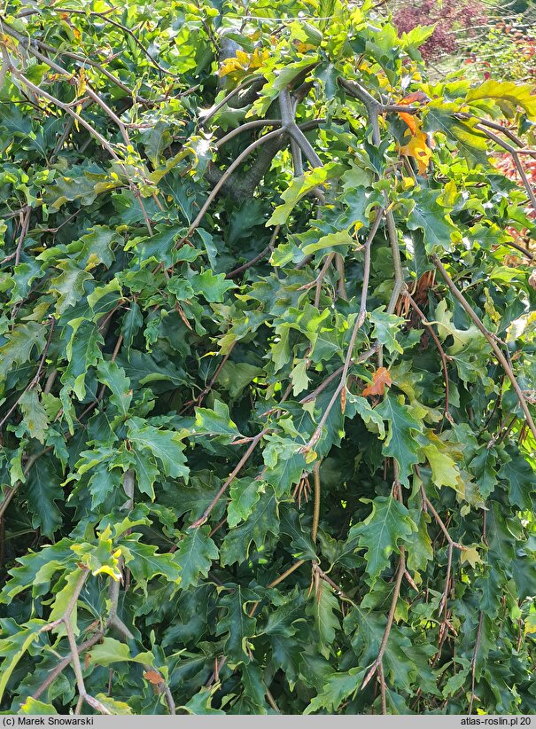 Fagus sylvatica s.str. Rohan Green Weeping