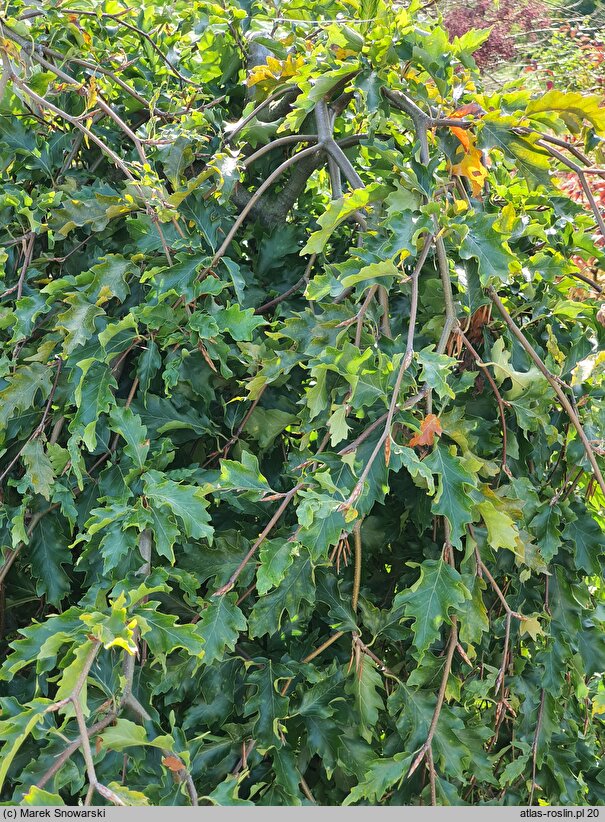 Fagus sylvatica Rohan Green Weeping