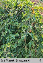 Fagus sylvatica Rohan Green Weeping