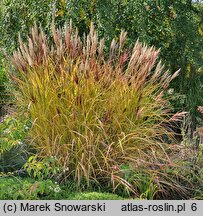 Miscanthus sinensis Malepartus Little