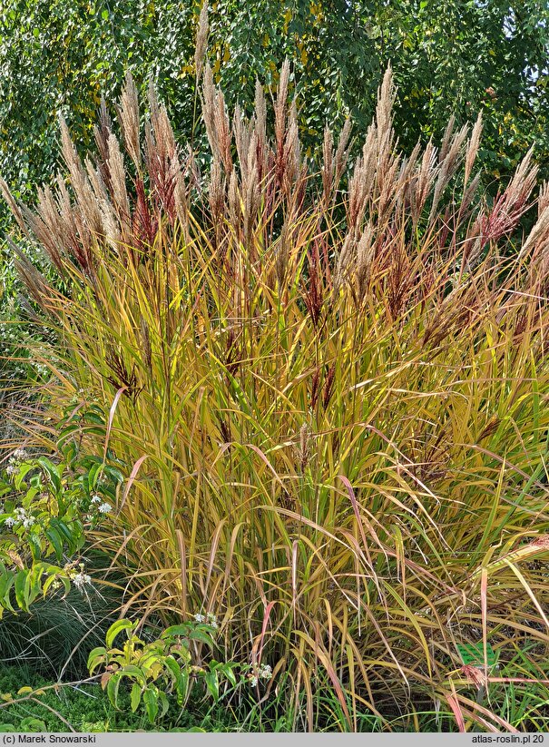 Miscanthus sinensis Malepartus Little