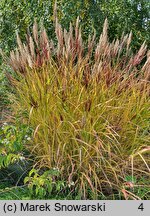 Miscanthus sinensis Malepartus Little