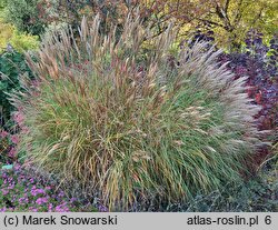 Miscanthus sinensis Beauty Queen